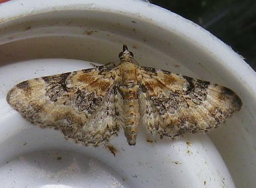 Eupithecia sp.